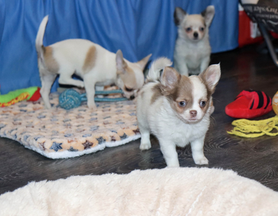 Валентра стар