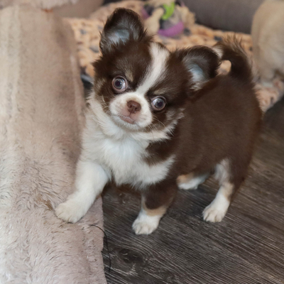 Продается Шоколадный чихуа