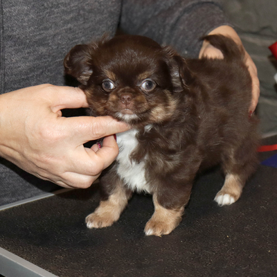 Валентра стар