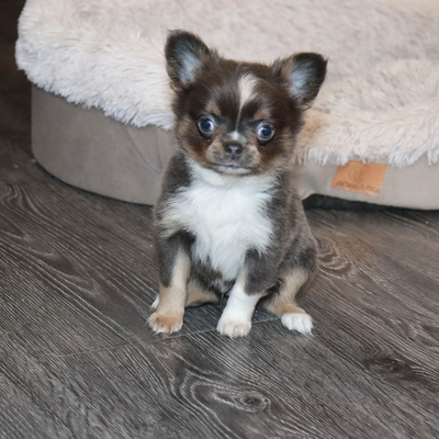 Валентра стар