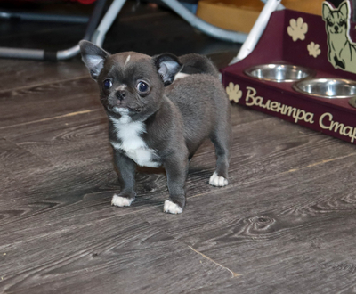 Валентра стар