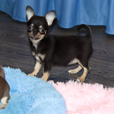 Валентра стар