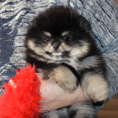 Продается Щенок Шпица