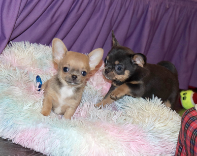 Валентра стар