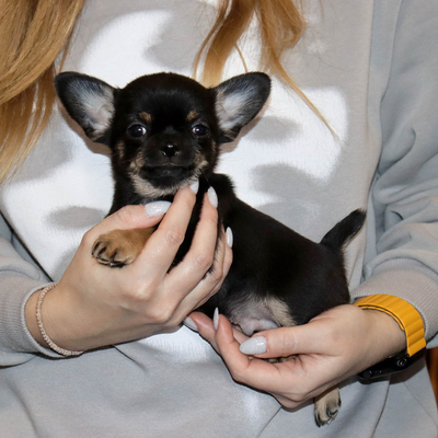 Валентра стар