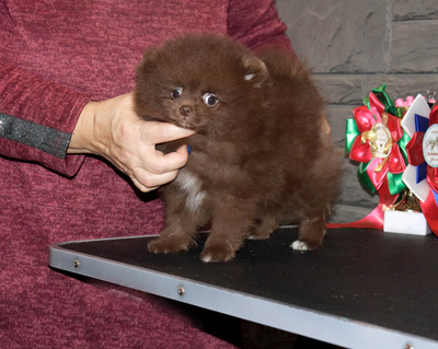 Валентра стар