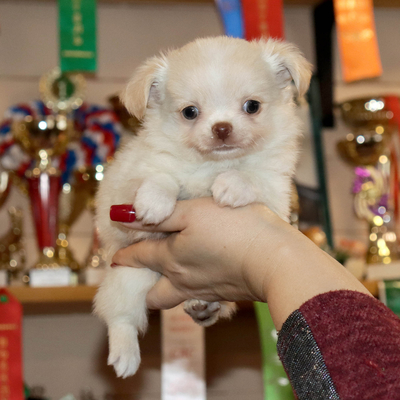Валентра стар