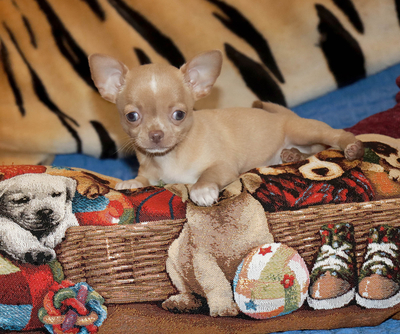 Валентра стар