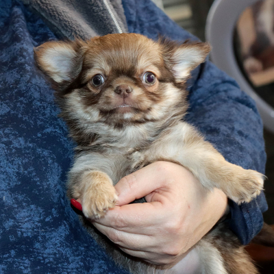 Валентра стар