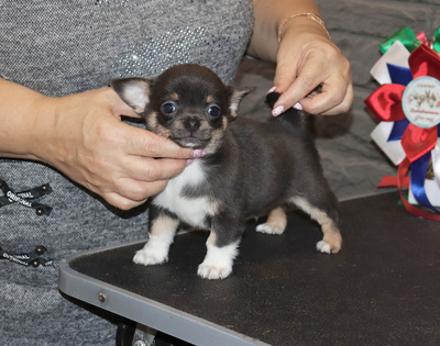 Валентра стар