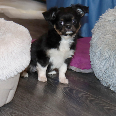 Валентра стар