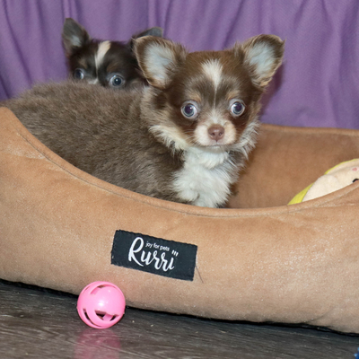 Валентра стар