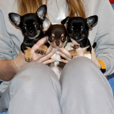 Валентра стар