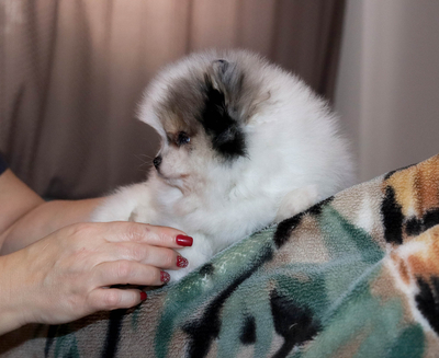 Валентра стар