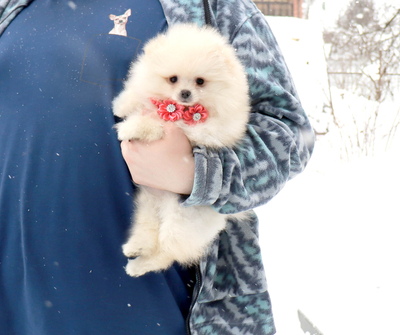 Валентра стар