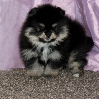 Валентра стар