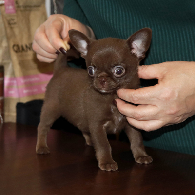 Продается Купить Чихуа в Москве