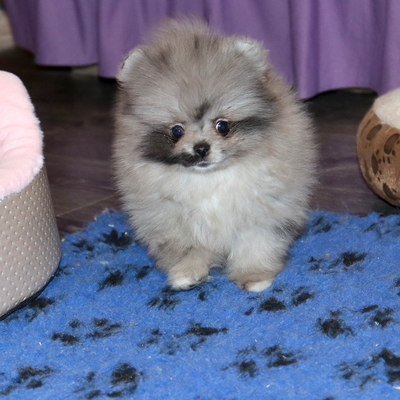 Валентра стар