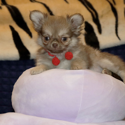 Валентра стар