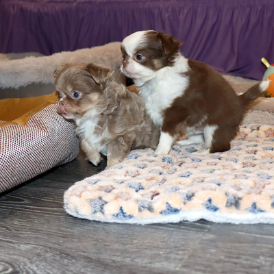 Валентра стар