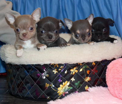 Валентра стар