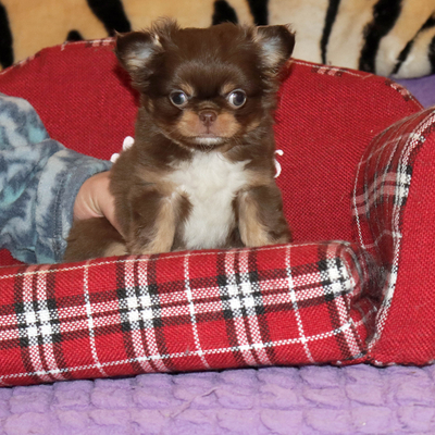 Продается Купить чихуа БЭБИ-фэйс