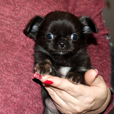 Валентра стар