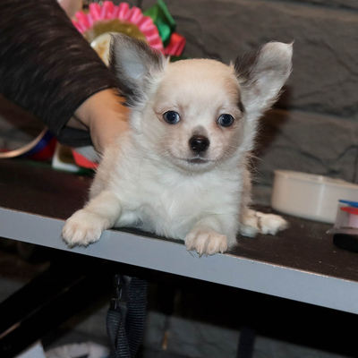 Валентра стар