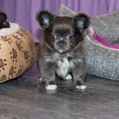 Валентра стар