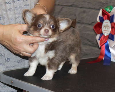 Валентра стар