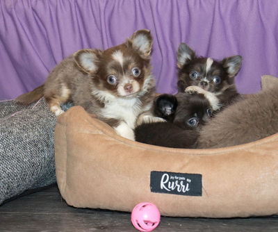 Валентра стар