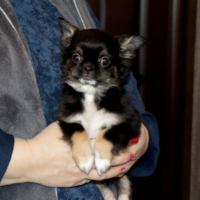 Продается Купить Чихуа в Москве