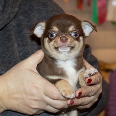 Валентра стар