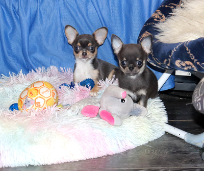 Валентра стар