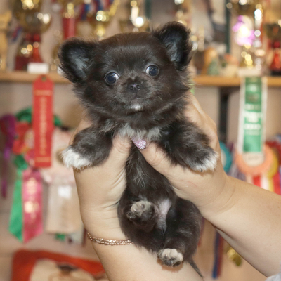 Продается Голубая чихуахуа