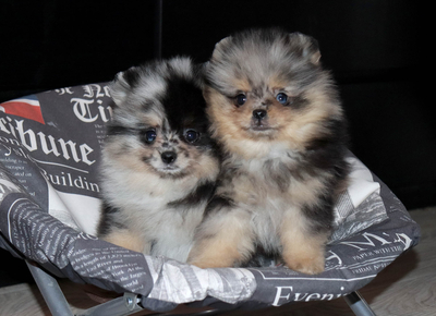 Валентра стар