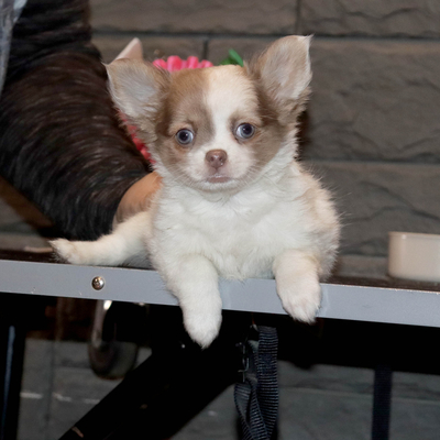 Валентра стар