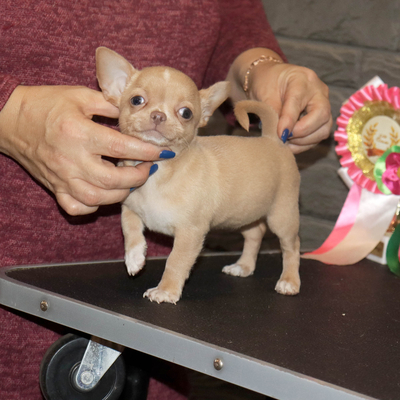 Валентра стар