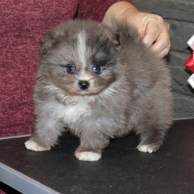 Валентра стар