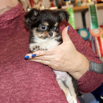 Валентра стар