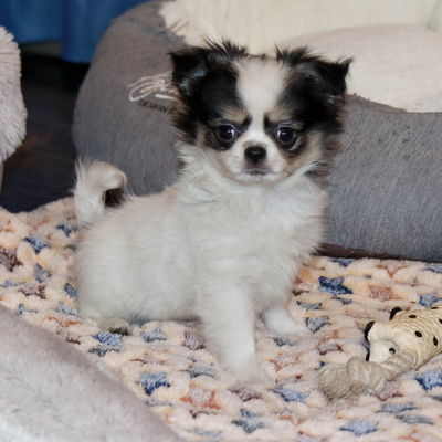 Продается Чихуахуа длинношерстная