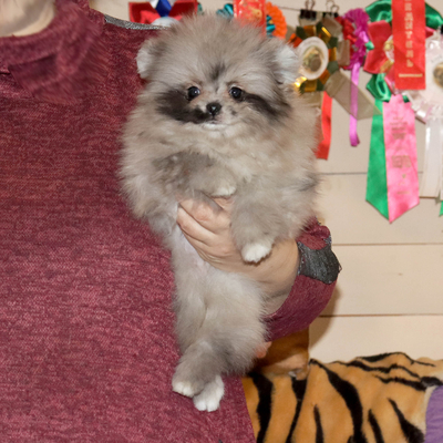 Валентра стар