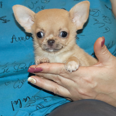 Валентра стар