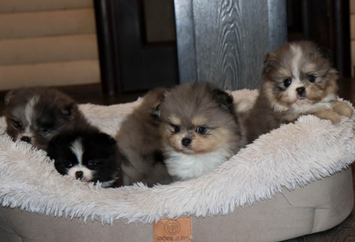 Валентра стар