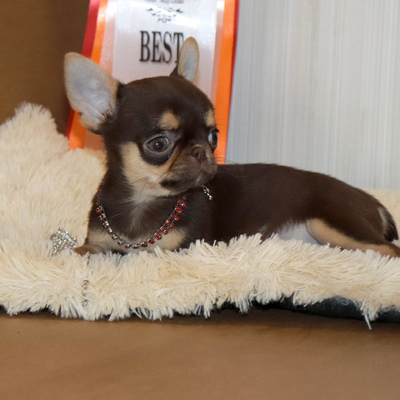 Валентра стар