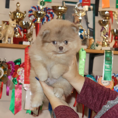 Валентра стар
