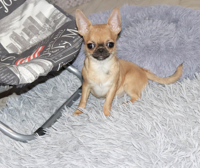 Валентра стар