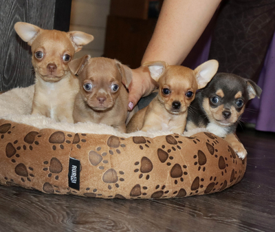 Валентра стар