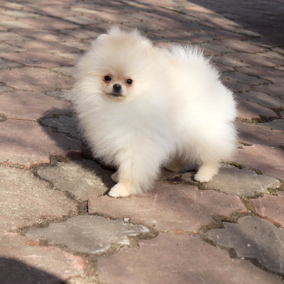 Продается МИНИ шпиц