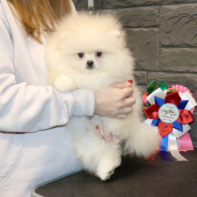 Валентра стар